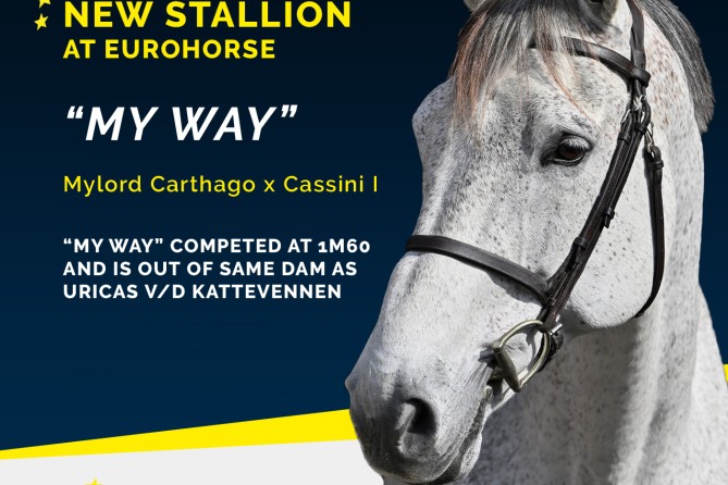 Nieuw bij Eurohorse Stallions